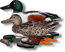 Комплект чучел уток NRA FUD Northern Shoveler (Широконоска)